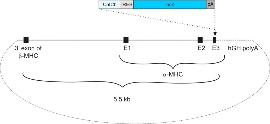 αMHC-CatCh-IRES-lacZ transgenic construct