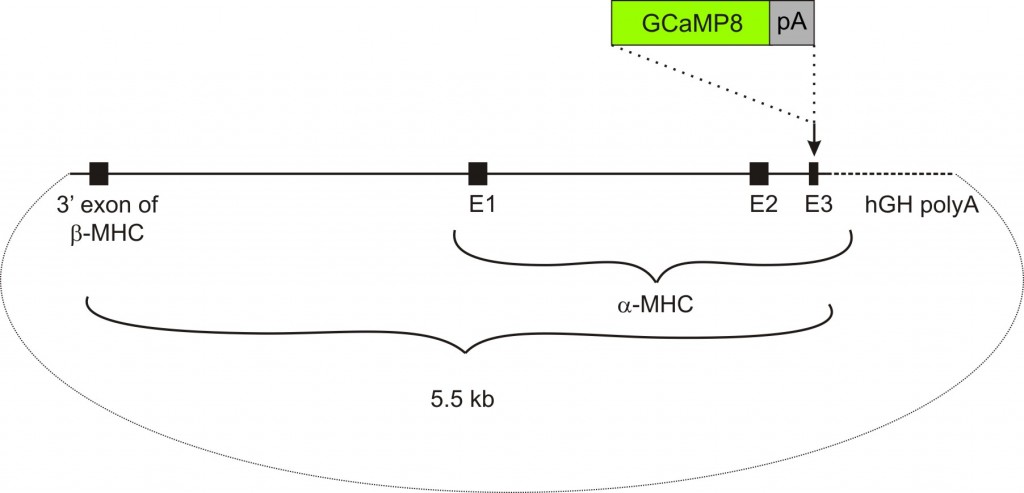 αMHC-GCaMP8 transgenic construct