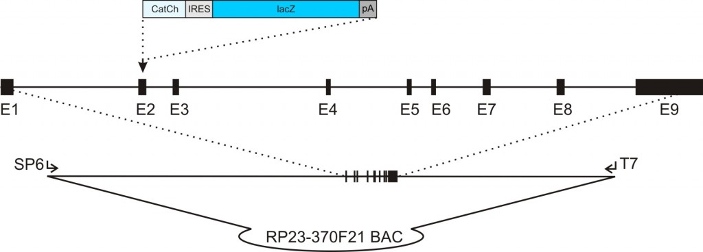 acta2-CatCh-IRES-lacZ transgenic construct