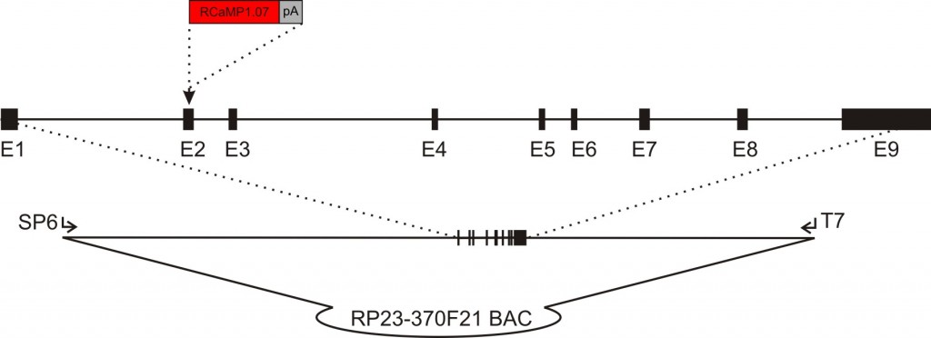 acta2-RCaMP1.07 transgenic construct
