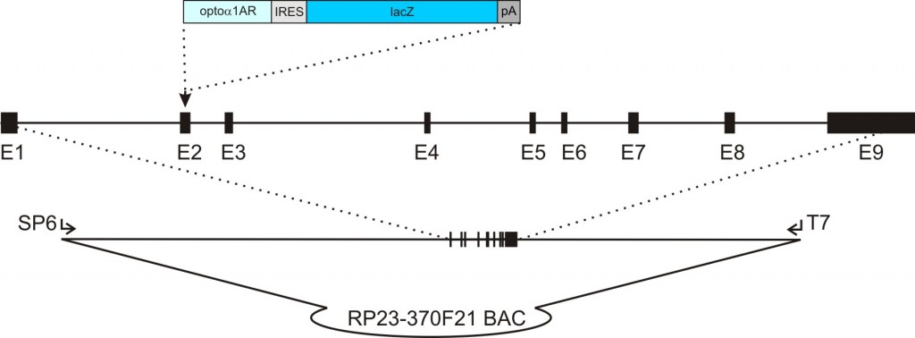 acta2-opto1AR-IRES-lacZ transgenic construct