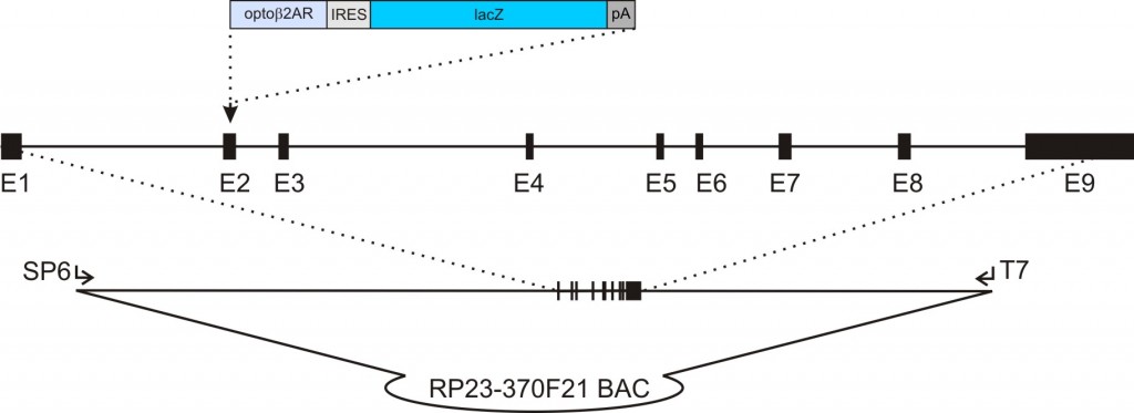 acta2- Opto-β2AR-IRES-lacZ transgenic construct