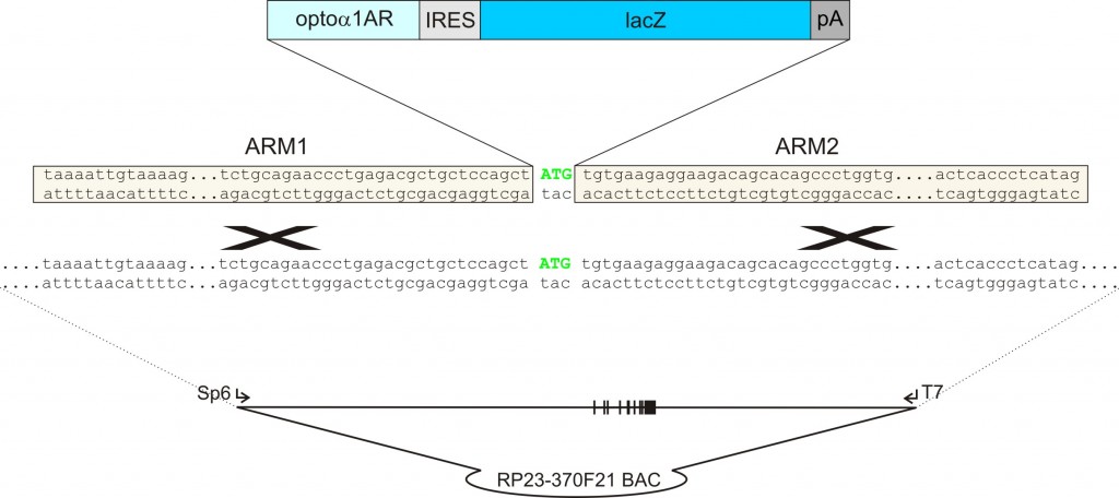 homologous recombination between the target vector and the BAC