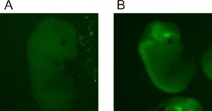 Figure 1: Native fluorescent images (GCaMP8) in 13 dpc embryo (left panel, genotypically negative, right panel genotypically positive) showing expression in the forebrain and spinal cord.