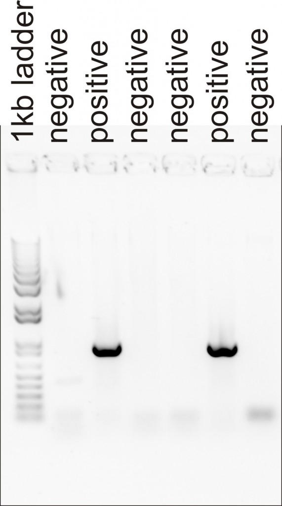B3 genotyping results
