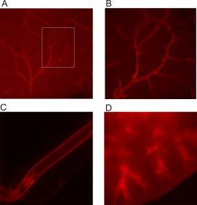 Figure 2: Native fluorescence (RCaMP1.07) in whole organs A) brain 2x B) brain 5x C) vessel 5x D) lung 2.7x
