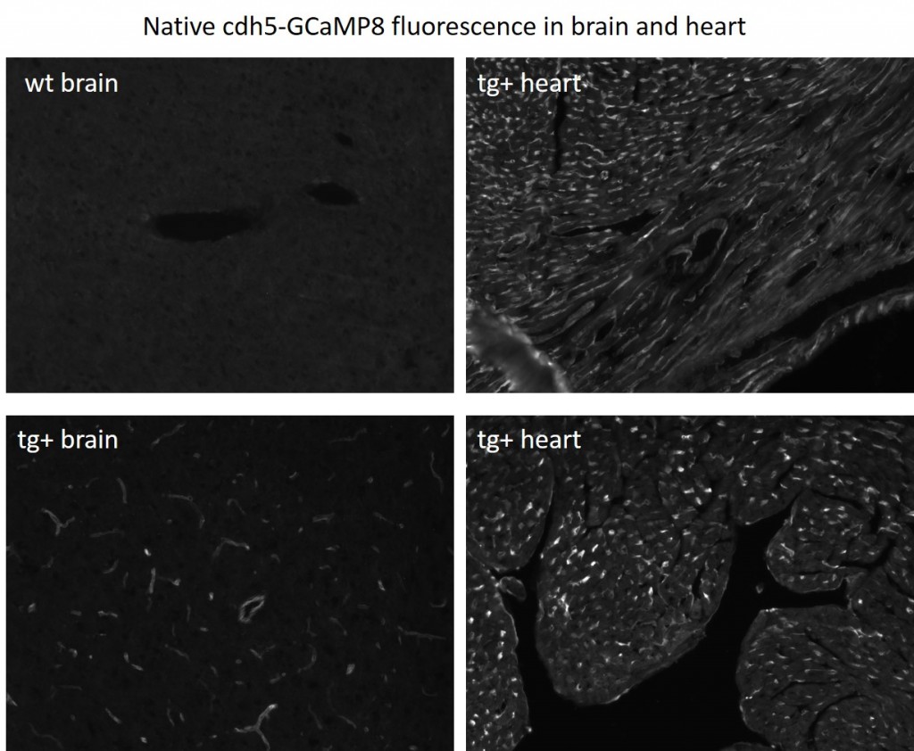 Native fluorescence of GCaMP8 expressed in endothelial cells under control of cdh5 promoter.