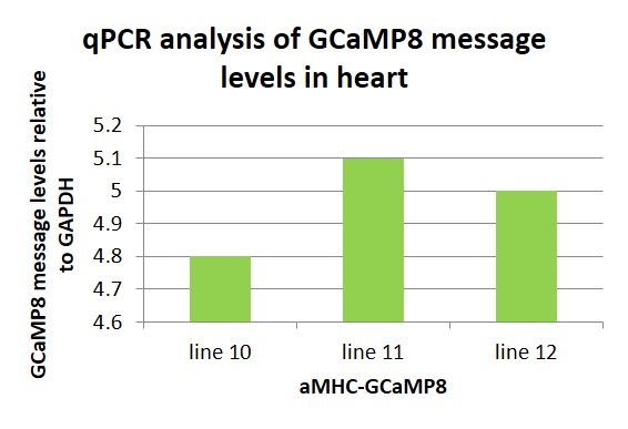 qPCR analysis of GCAMP8 message in the heart.