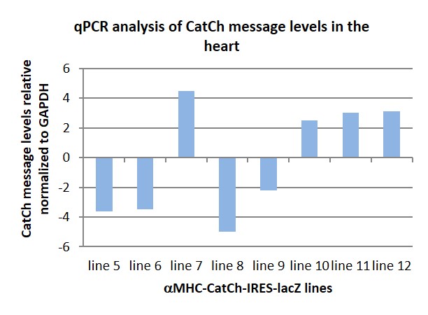 qPCR of CatCh message in the heart.