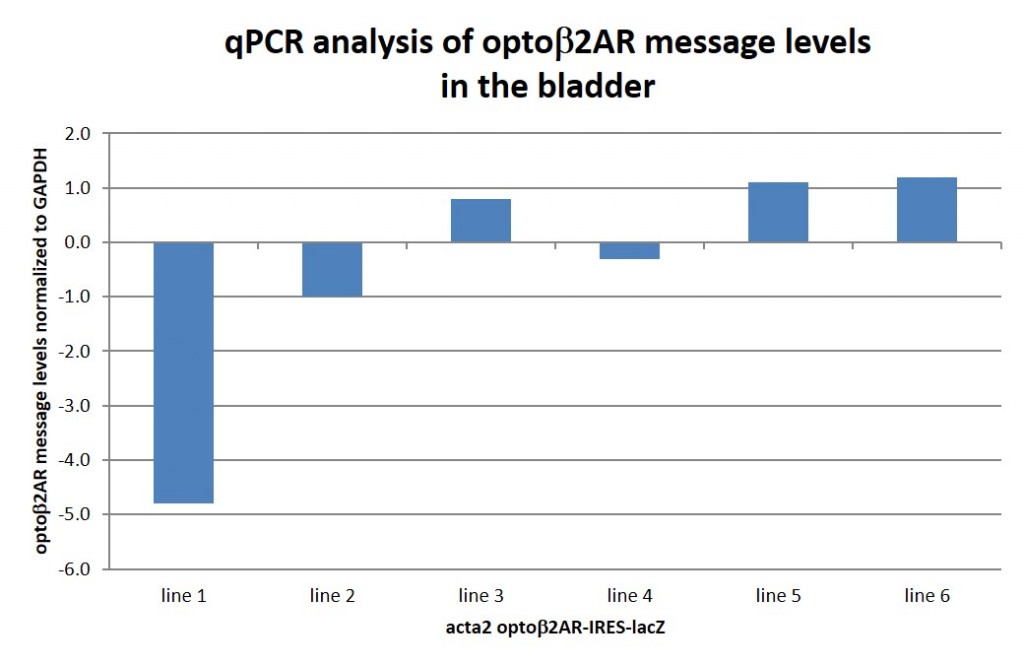qPCR analysis of optob2AR message in the bladder