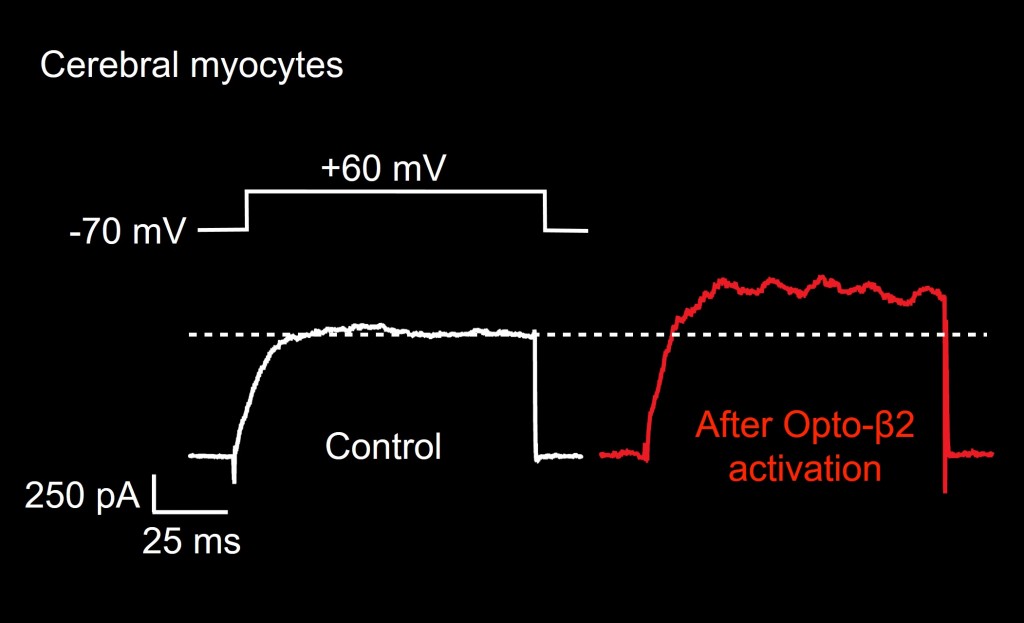 b7-photoactivation-in-arterial-myocytes