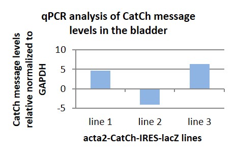qPCR analysis of CatCh message in the bladder