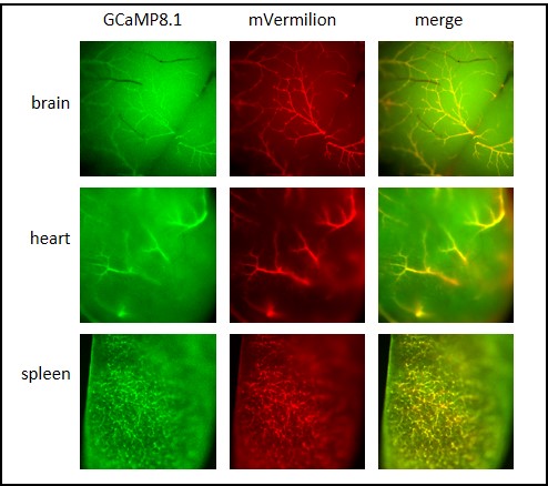 acta2-GCaMP8.1-mVermilion expression in vessels in brain, heart and spleen.