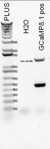 GCaMP8.1 PCR result