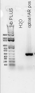 PCR results for optoa1AR B101 x B102