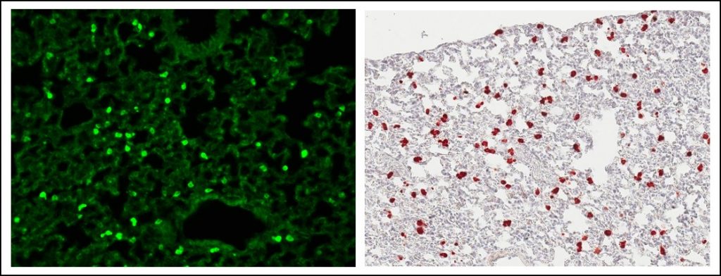 SPC-GCaMP8 native fluorescence (A) and anti-GFP immunohistochemistry (B) showing GCaMP8 expression in alveolar type II cells in the lung